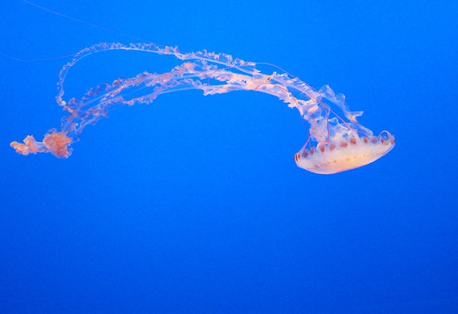Jellyfish in Monterery Bay Aquarium