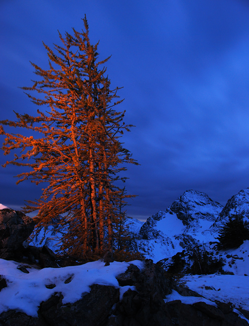 Larch at Ice Lakes