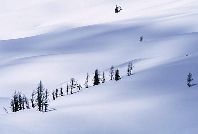 Larches in snow